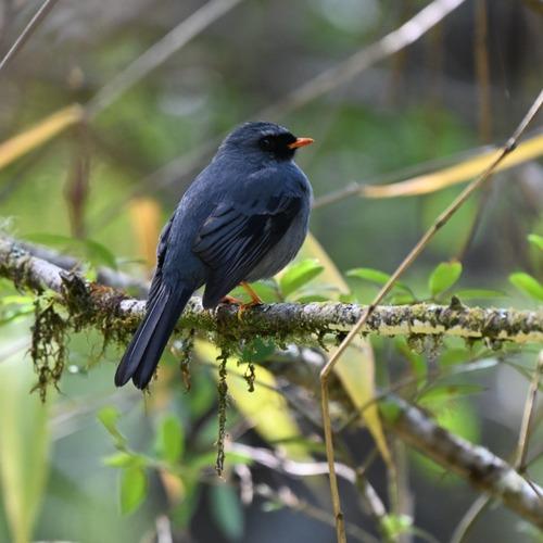 Black-faced solitaire perched on a moss-covered branch in a Costa Rican forest.