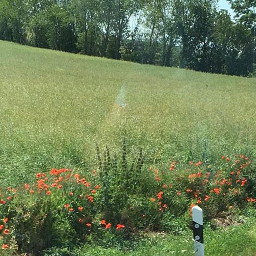 Meadow of flowers at Buchenwald concentration camp