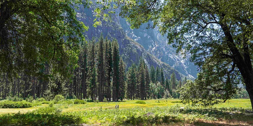 Green meadow and trees with mountains in the background