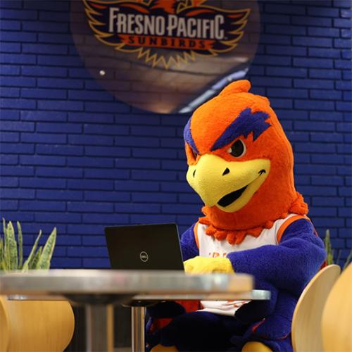 Photo of Sunny the Sunbird